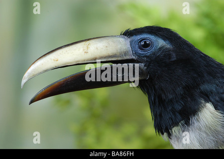 Schwarzhals-Aracari - Porträt / Pteroglossus Aracari Stockfoto