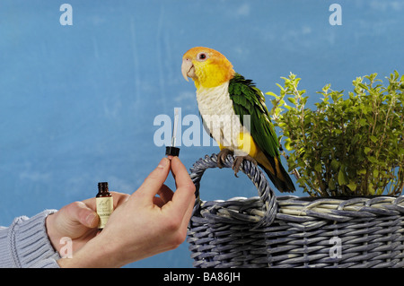 White-Bellied Caique immer Bach Blumenextrakten / Pionites Leucogaster Eucogaster Stockfoto