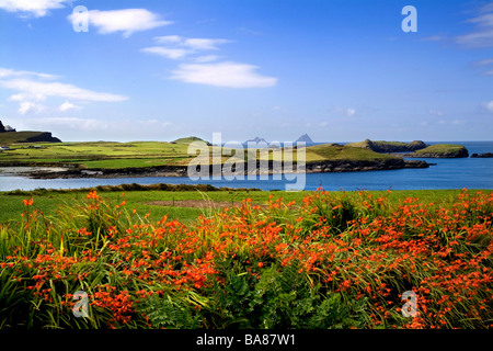 Montbretia Blumen, Valencia Island Ring of Kerry Irland Stockfoto