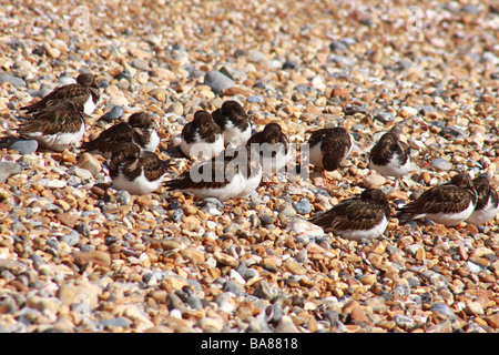 Steinwälzer (Arenaria Interpres), Hove, England Stockfoto