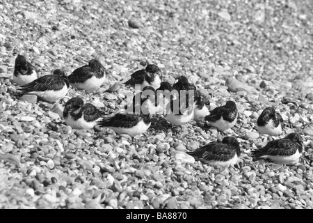 Steinwälzer (Arenaria Interpres), Hove, England Stockfoto