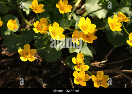 Marsh Marigold oder Sumpfdotterblumen Caltha Palustris Familie Butterblume zeigen Gelbe Frühlingsblumen in Detail Nahaufnahme Stockfoto