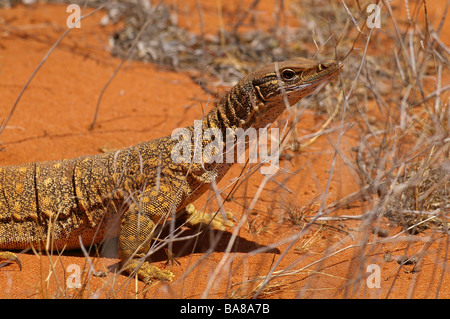 Goulds Waran (Varanus Gouldii) am Peron Homestead, Shark Bay World Heritage Area, Western Australia. Stockfoto