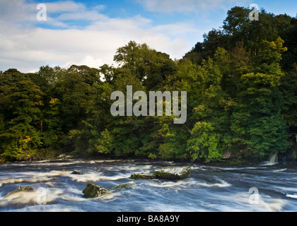 Von Bäumen gesäumten Ufer des Flusses Ure in der Nähe von Upper Aysgarth Falls in der Yorkshire Dales National Park, Yorkshire, England Stockfoto