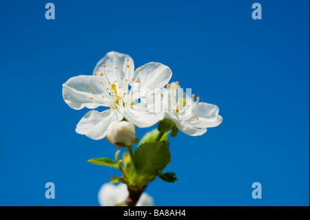 Blühende sauer Morello Kirsche Prunus Cerasus mit weißen Blüten auf einem Ast gegen blauen Himmel | Blühende Sauerkirsche Himmel Stockfoto