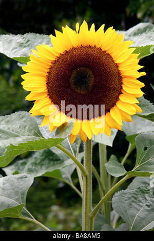 Sonnenblume (Helanthus Annuus) auf dem Display an Butchart Gardens Stockfoto