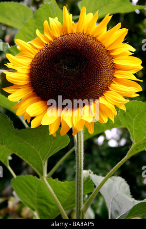 Sonnenblume (Helanthus Annuus) auf dem Display an Butchart Gardens Stockfoto