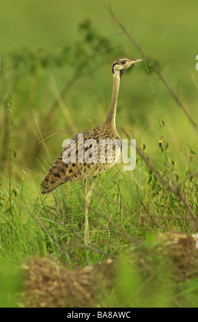 Schwarzbäuchigen Trappe - Eupodotis melanogaster Stockfoto