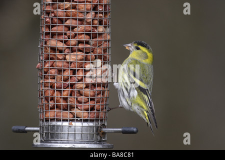 Erlenzeisig Zuchtjahr Spinus männlich auf Feeder Schottland Feder Stockfoto