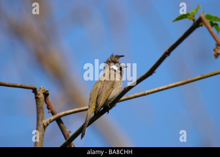 Himalaya Bulbul Pycnonotus Leucogenys sitzt auf einem Ast in Uttaranchal Indien Stockfoto