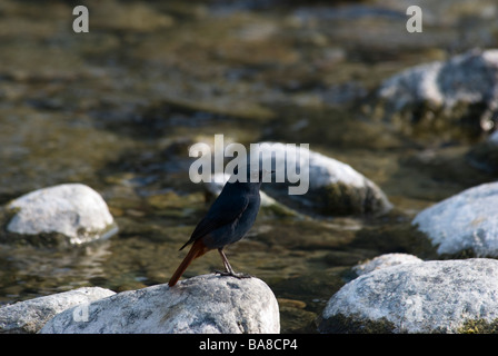 Männliche Plumbeous Wasser Redstart Rhyacornis Fuliginosus sitzt auf einem Felsen im Gebirgsfluss Stockfoto