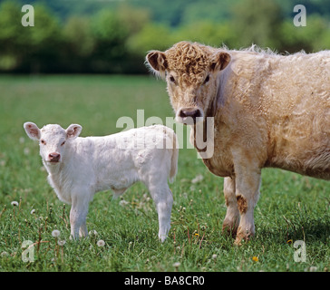 Charolais Rinder. Kuh und Kalb auf der Weide Stockfoto