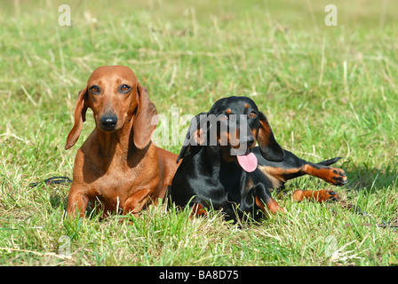 zwei Kurzhaar-Dackel Hunde - auf der Wiese liegend Stockfoto