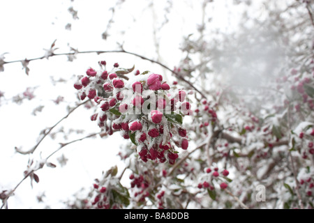 Eine Nahaufnahme Foto Crabapple Blüten mit Schnee bedeckt Stockfoto