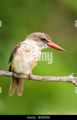 Gestreiftes Kingfisher gehockt Jagd am Letaba Kruger Nationalpark in Südafrika Stockfoto