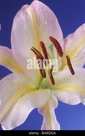 Lilium 'Tom Pouce' (orientalische Lilie) Abteilung VIIa/b. Stockfoto