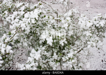 Späten Frühjahr Schneesturm überzieht ein Fliederbusch mit Schnee Stockfoto