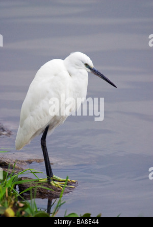 Kleiner Reiher Egretta Garzetta Lake Naivasha Kenia in Ostafrika Stockfoto