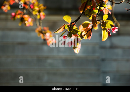 Frühlingsblüten gegen das Sonnenlicht im St. James Park London Westminster England UK Stockfoto