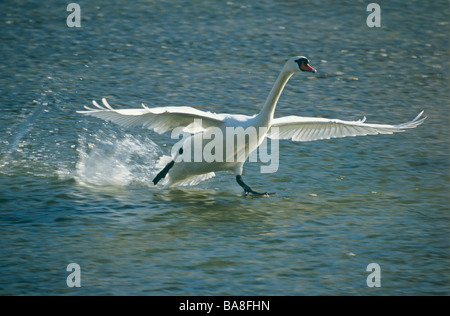 Höckerschwan - ausgehend von Wasser / Cygnus Olor Stockfoto