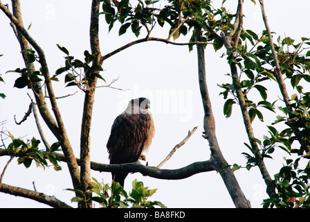 Crested Serpent Eagle Spilornis Cheela auf einem Ast Stockfoto