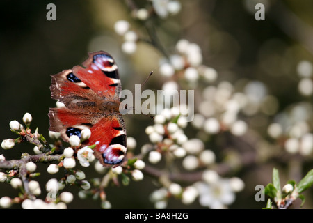 Europäische Tagpfauenauge (Inachis Io) ruht auf Baum Blüte Stockfoto