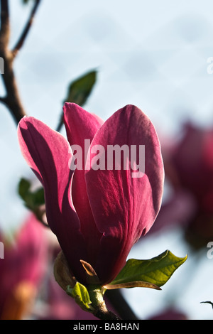 Mulan Magnolie, Tulpen-Magnolie oder Lily Magnolie (Magnolia Liliiflora) Stockfoto