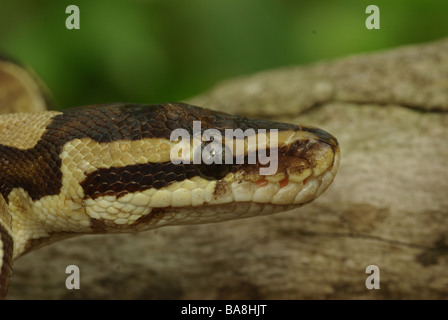 Königliche Python - Python regius Stockfoto