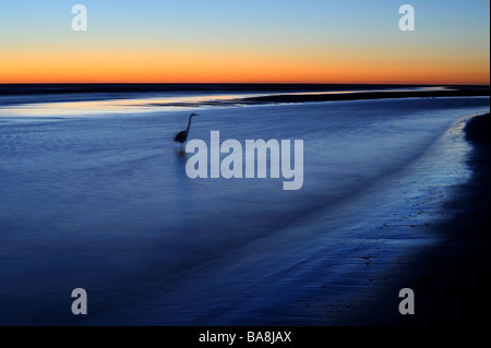 Great Blue Heron Fischen im Golf von Mexiko Stockfoto