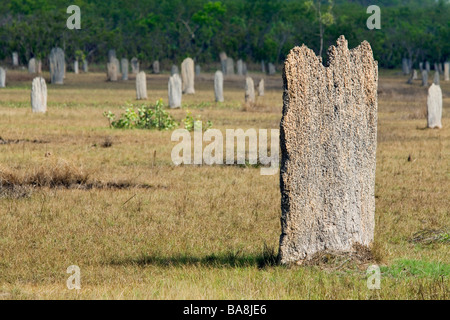 Magnetischen Termitenhügel.  LItchfield Nationalpark, Northern Territory, Australien Stockfoto