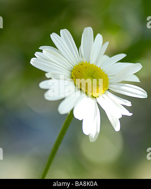 ein einziges Ochsen-Auge Gänseblümchen im Garten Stockfoto