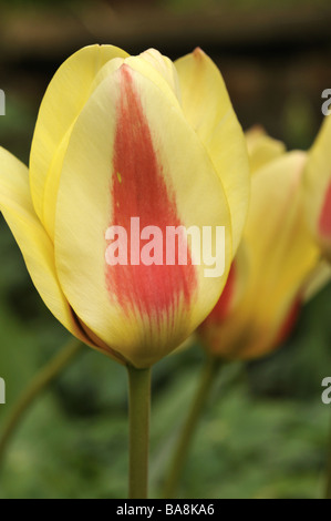 Einzelne späte Tulpe Blushing Lady Stockfoto