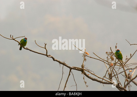 Zwei blau-throated Barbets Megalaima Asiatica sitzt in einem Baum im Morgennebel Stockfoto