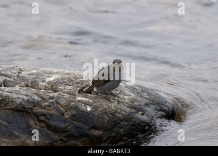 Weibliche Plumbeous Wasser-Gartenrotschwänze Rhyacornis Fuliginosus sitzt auf einem Felsen in einem Fluss Stockfoto