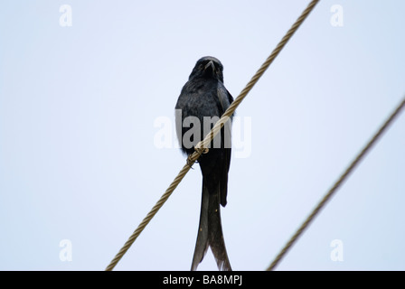 Schwarzer Drongo Dicrurus Macrocercus sitzen auf Drähte in Uttaranchal Indien Stockfoto