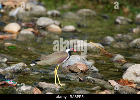 Rot-Flecht-Kiebitz Vanellus Indicus stehend in einem Fluss mit steinigen Boden in Indien Uttaranchal Stockfoto
