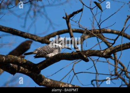 Crested Kingfisher Megaceryle Lugubris sitzt in einem Baum Stockfoto