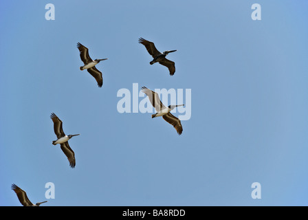 eine Gruppe von fünf Pelikane auf der Flucht vor einem strahlend blauen Himmel oberhalb des Strandes in Sayulita, Nayarit, Mexiko Stockfoto