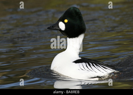 Männliche Common Goldeneye Bucephala Clangula darstellende Balz bei Martin bloße WWT, Lancashire UK Stockfoto