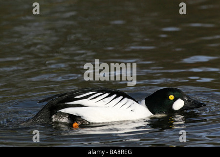 Männliche Common Goldeneye Bucephala Clangula darstellende Balz bei Martin bloße WWT, Lancashire UK Stockfoto