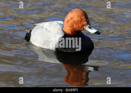 Männliche gemeinsame Tafelenten Aythya 40-jähriger Schwimmen bei Martin bloße WWT, Lancashire UK Stockfoto