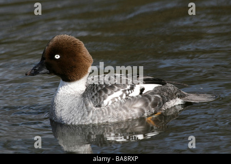 Weibliche Common Goldeneye Bucephala Clangula bei Martin bloße WWT, Lancashire UK Stockfoto