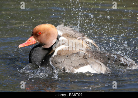 Männlichen rot-crested Tafelenten Netta Rufina plantschen und Baden am Martin bloße WWT, Lancashire UK Stockfoto