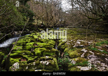 Moos bedeckt Limstone an den Ufern des Flusses Taff Fechan im Wales.  Foto von Gordon Scammell Stockfoto