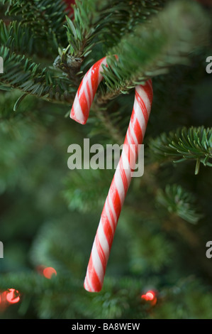 Zuckerstange Weihnachtsbaum hängen Stockfoto