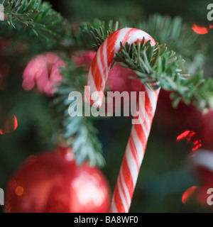 Zuckerstange Weihnachtsbaum hängen Stockfoto