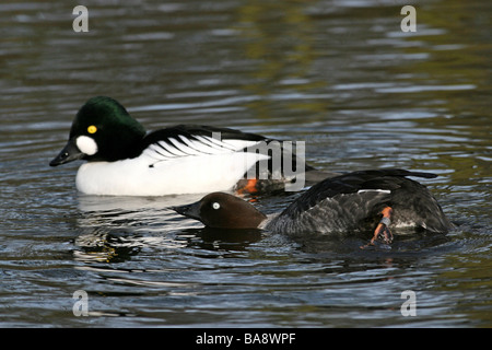 Paar von Common Goldeneye Bucephala Clangula darstellende Balz bei Martin bloße WWT, Lancashire UK Stockfoto