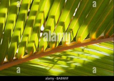 Nahaufnahme eines tropischen Palmwedel Stockfoto