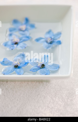 Tropische Blumen in Schüssel mit Wasser Stockfoto