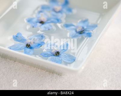 Tropische Blumen in Schüssel mit Wasser Stockfoto